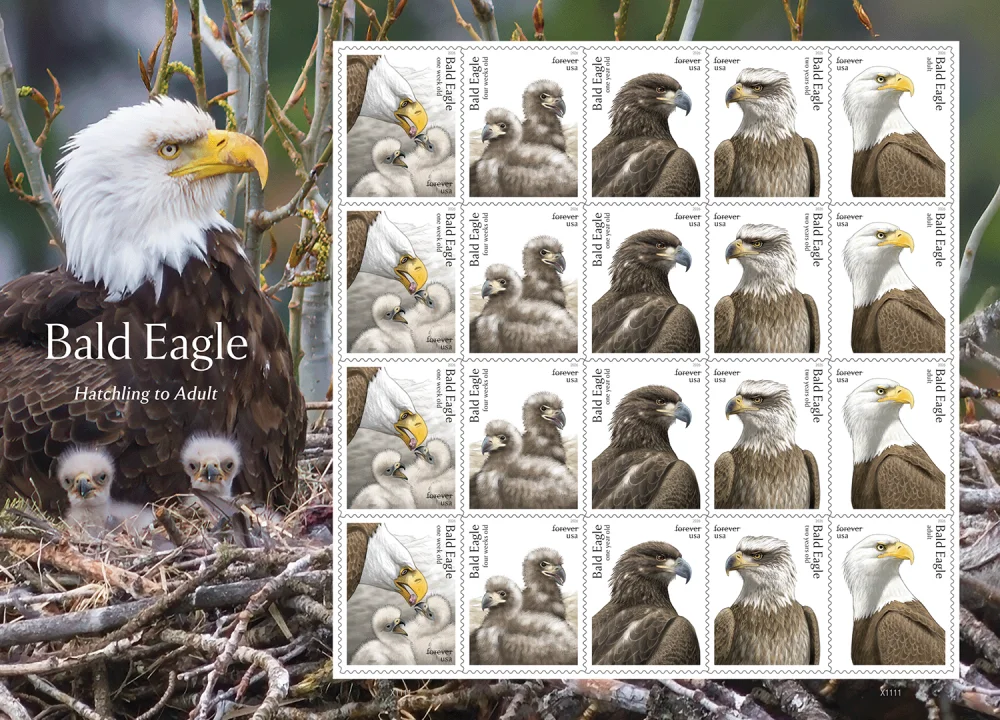 Bald Eagle Hatchling to Adult stamps 2026
